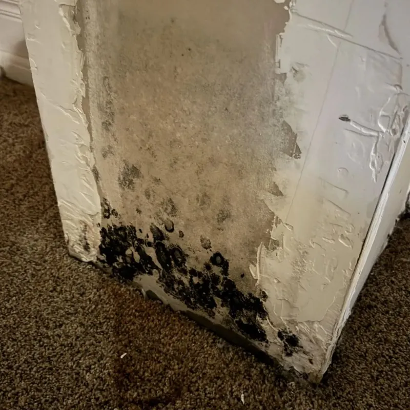 Professional Mold Removal in Robins, IA